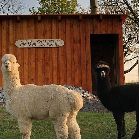 Urlaub Auf Dem Bauernhof Hedwigshoehe ホーンシュタイン エクステリア 写真