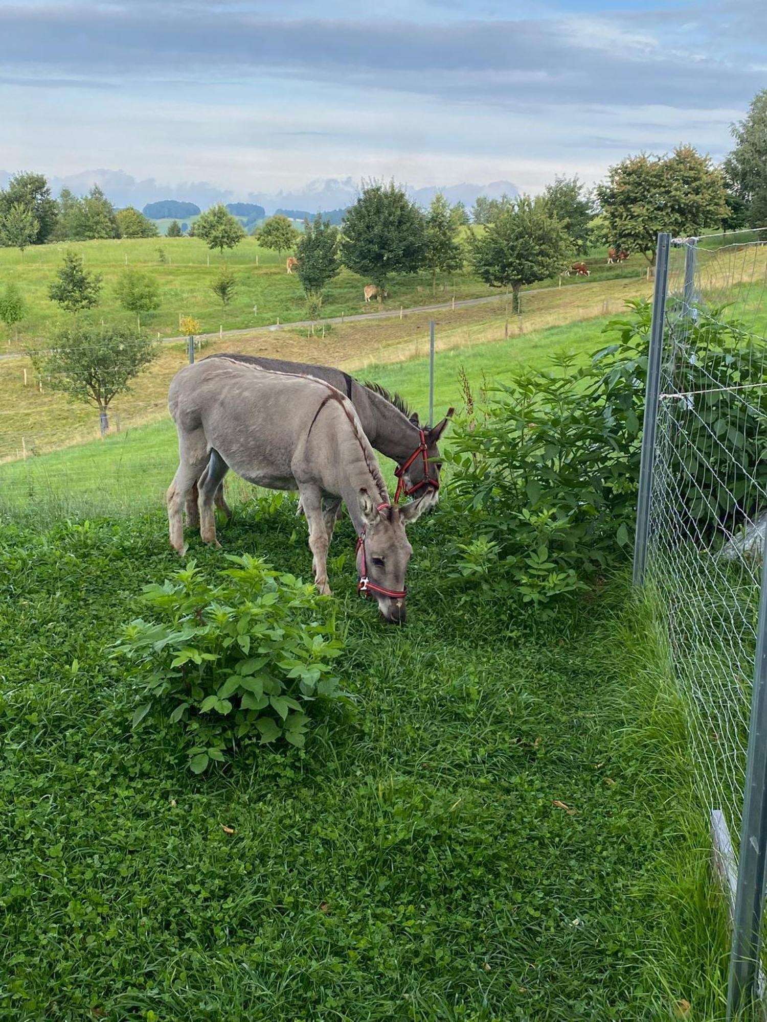 Urlaub Auf Dem Bauernhof Hedwigshoehe ホーンシュタイン エクステリア 写真